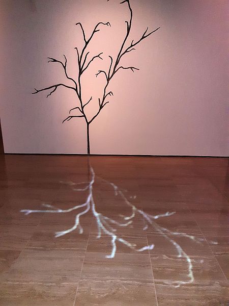 Un árbol y su sombra (Juan Zamora, 2012)