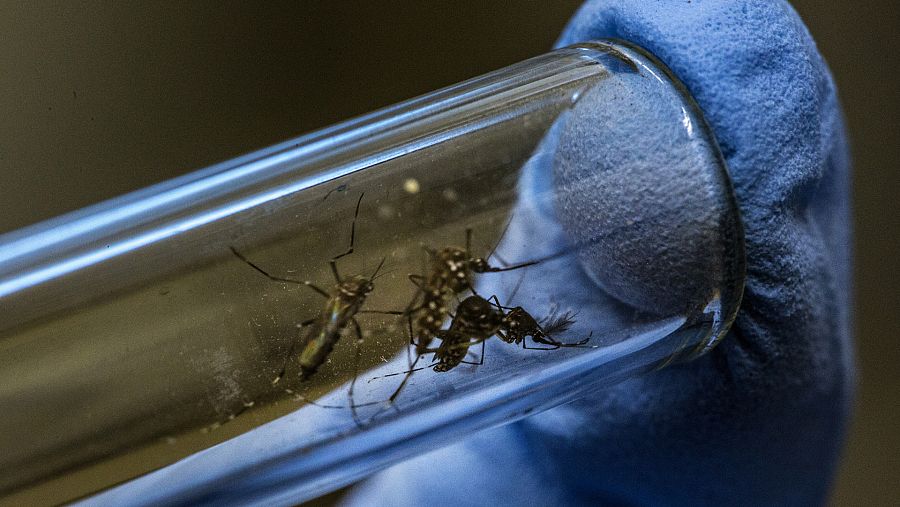 Proyecto Wolbachia: una bacteria inoculada a los mosquitos que podría frenar el dengue