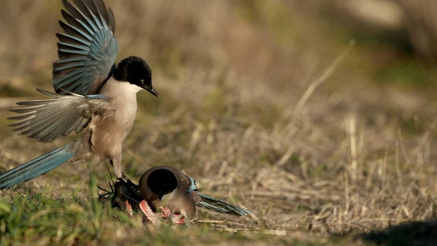 Los ornitólogos no tienen claro el origen de los rabilargos