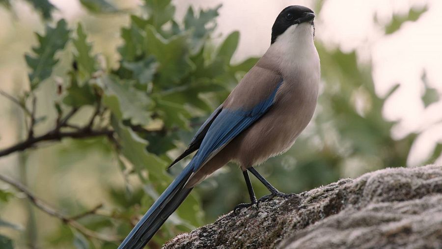 El Rabilargo mezcla colores azules, cremas, blancos y negros