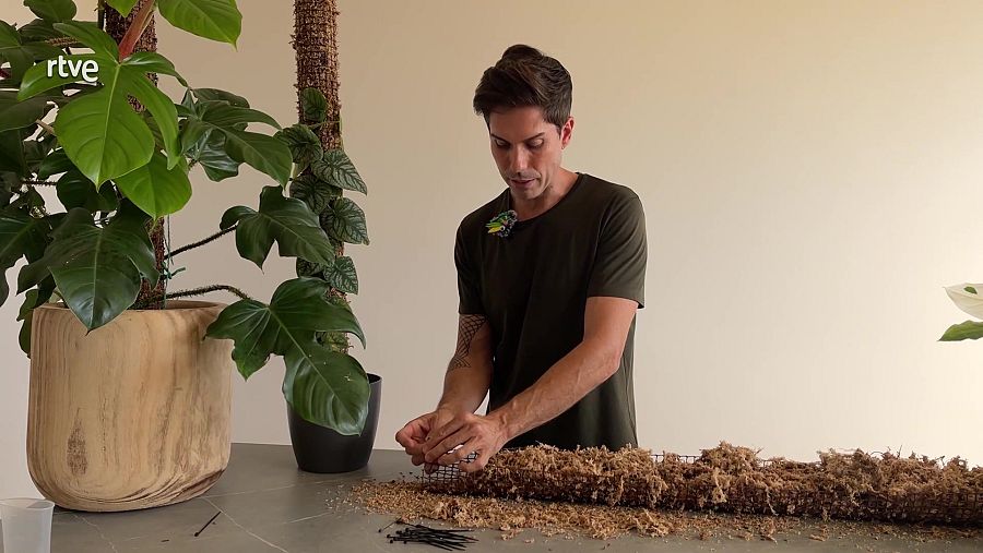 Com fer un tutor per plantes enfiladisses