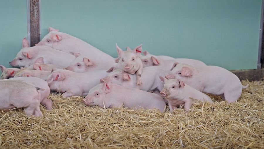 Un grup de petits porcs en una granja de Vic a 'La Recepta Perduda' amb Sílvia Abril