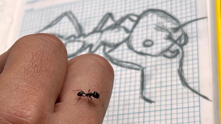 Las hormigas argentinas forman supercolonias que pueden abarcar áreas de miles de kilómetros de longitud.