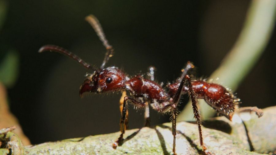 Los individuos de hormiga argentina se reconocen como aliados entre ellos sean del hormiguero que sean.