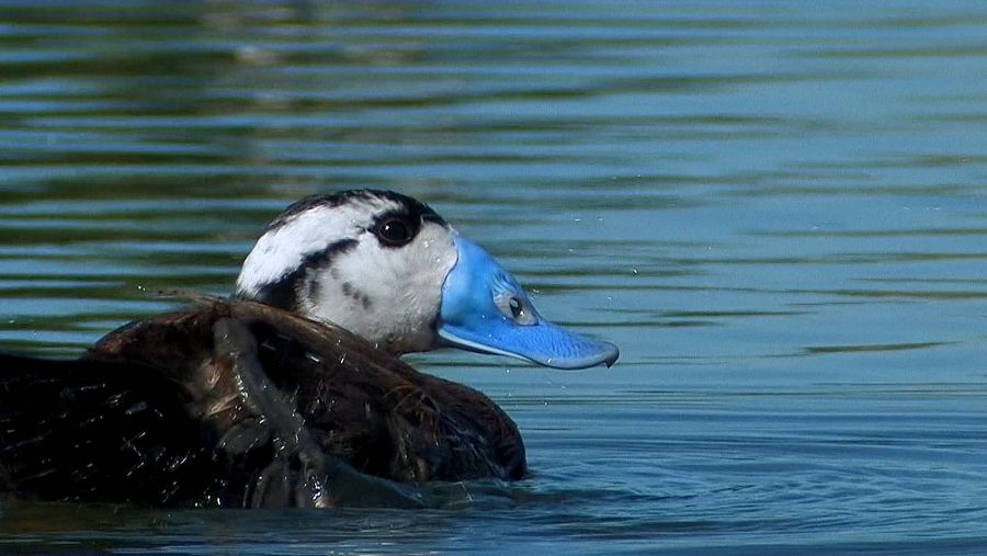Especies emblemáticas estan en peligro de desaparecer