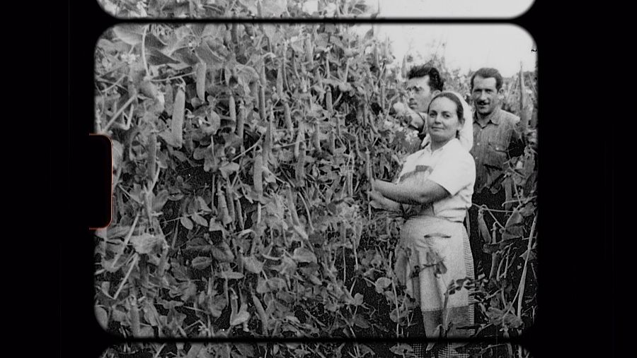 Imatge d'arxiu d'una brigada de dones collint pèsols a la zona del Maresme a 'La Recepta Perduda' amb Sílvia Abril