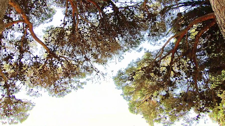 Pinus halepensis al Jardí Botànic Marimurtra de Blanes