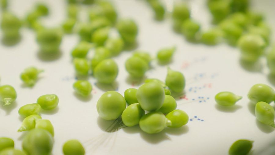 Imatge d'uns pèsols del Maresme acabats de pelar a 'La Recepta Perduda' amb Sílvia Abril