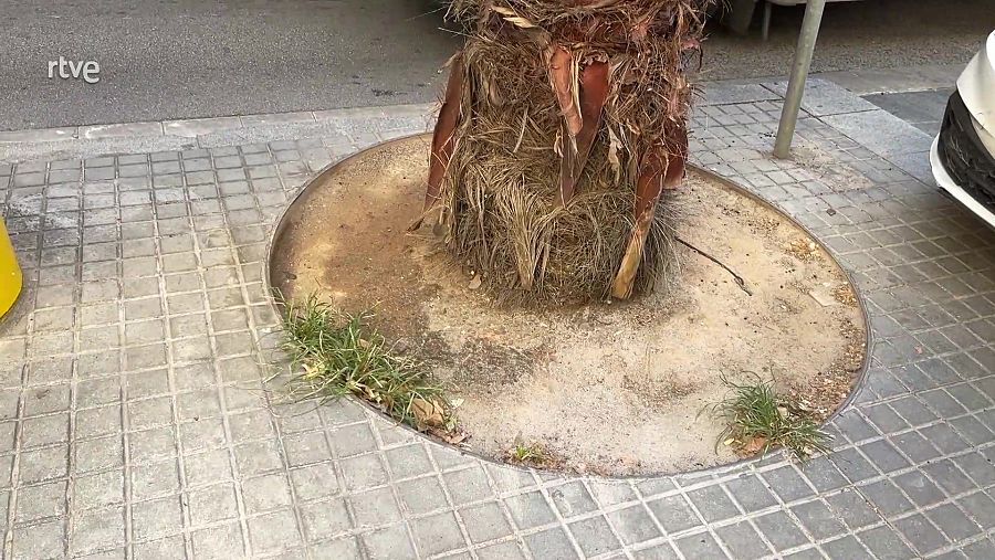 Escocell d'un arbre sense plantes