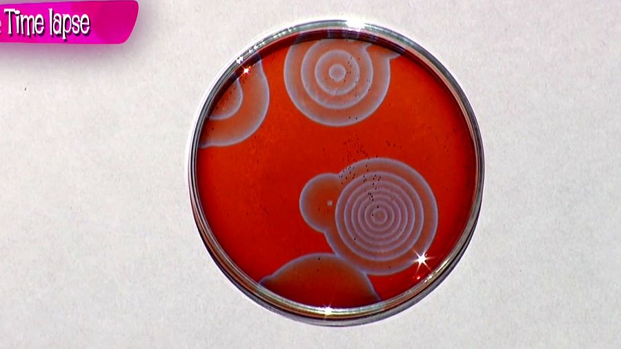 Timelapse de Patrones de Turing