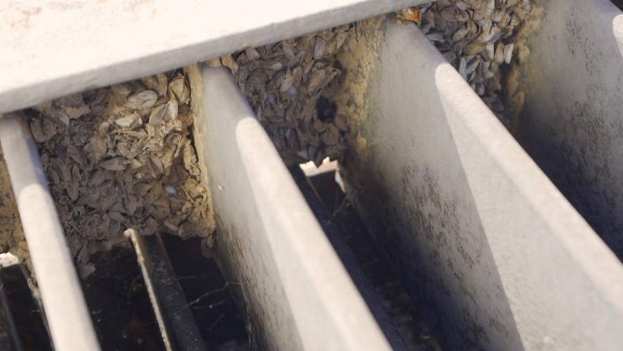 Obturación de rejas de la central hidroeléctrica por mejillón cebra