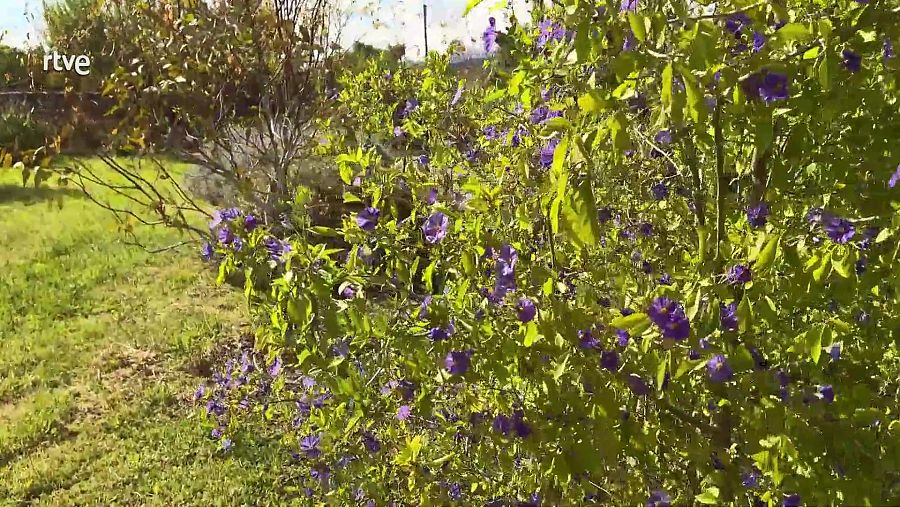 Bosc d'aliments a Mallorca