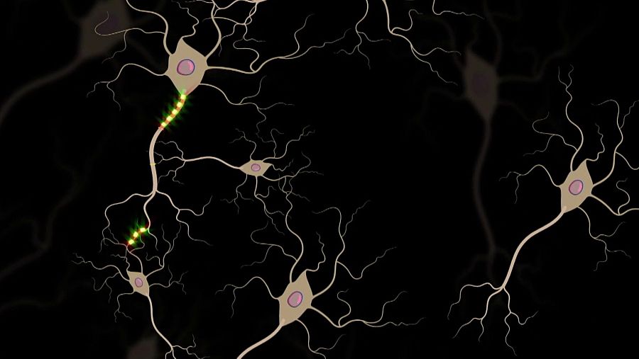 Recreación de las rutas dopaminérgicas