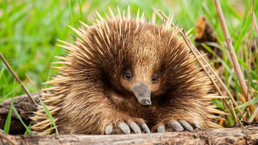 Los equidnas hivernan ante el fuego