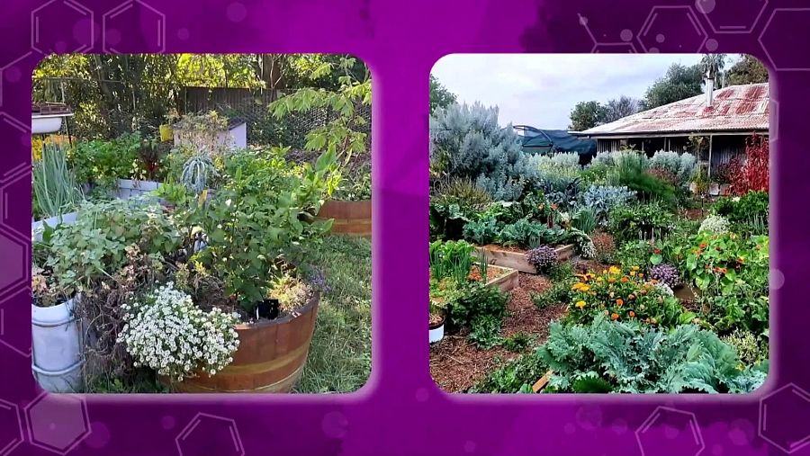 Imagen de un policultivo