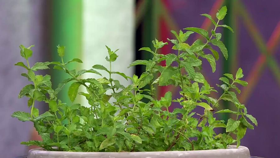 Imagen de una planta de hierbabuena