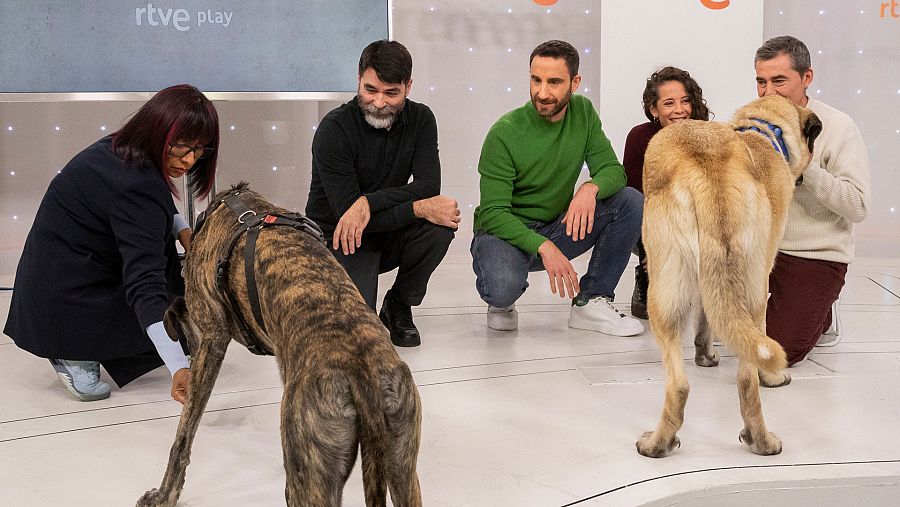 RTVE Play estrena el tráiler de 'Un día de perros', con Dani Rovira: mira las primeras imágenes
