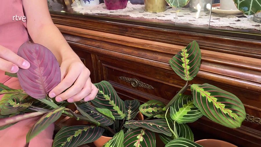 Revers de la fulla de la maranta