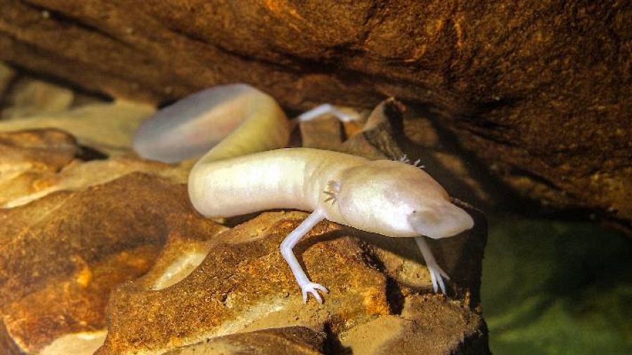 El proteo llega a medir 30 centímetros de largo y puede estar hasta 10 años sin comer