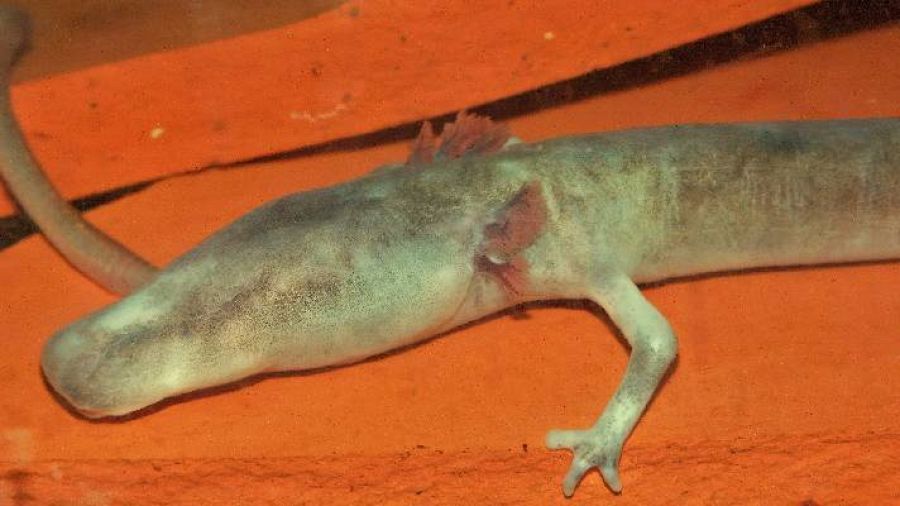 El proteo respira mediante branquias y puede aguantar hasta tres días en ausencia de aire