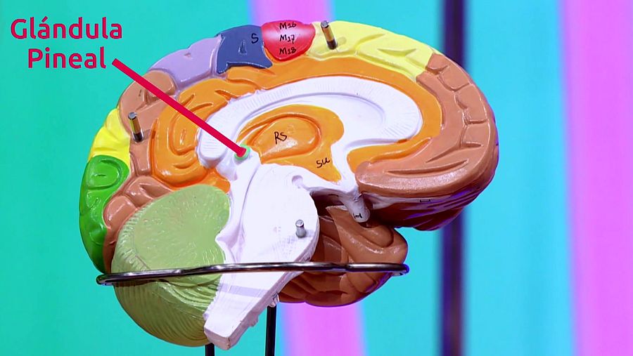 Imagen de la glándula pineal, productora de la melatonina
