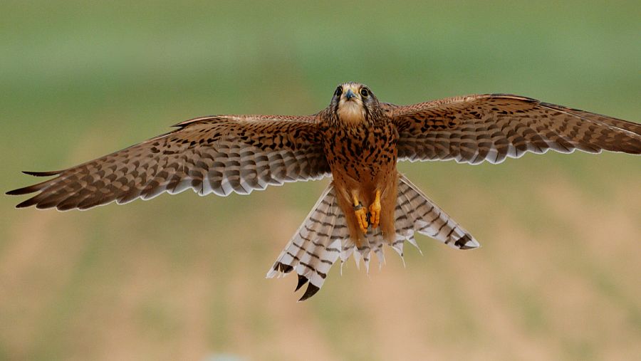 Cernícalo en vuelo