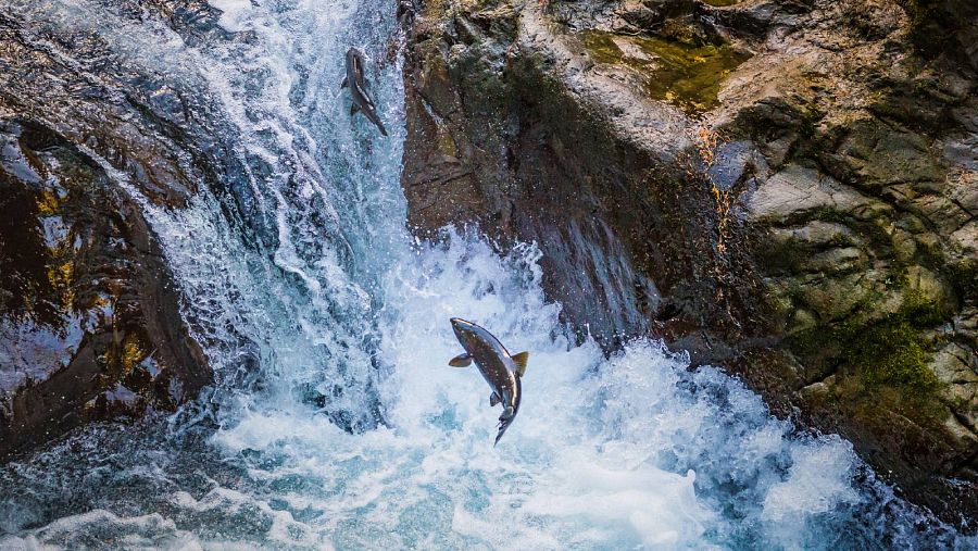 Salmón remontando el río