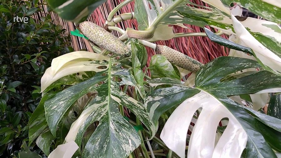 La monstera variegada té fulles de color verd i blanc