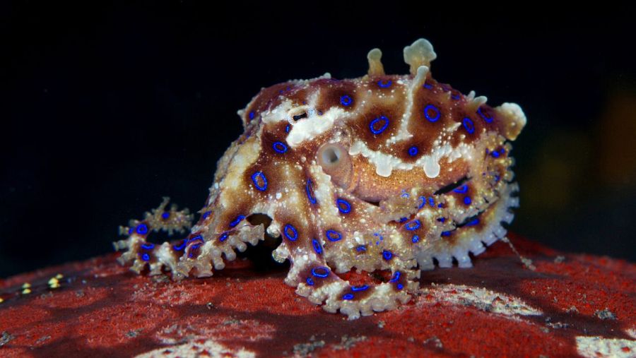 El pulpo de anillos azules es una de las especies más venenosas del planeta