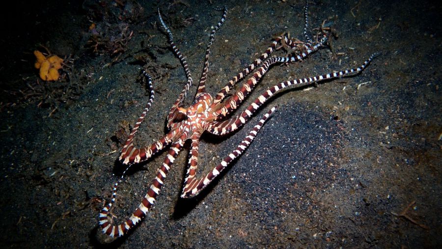 El pulpo mimo tiene la capacidad de imitar otras especies de animales