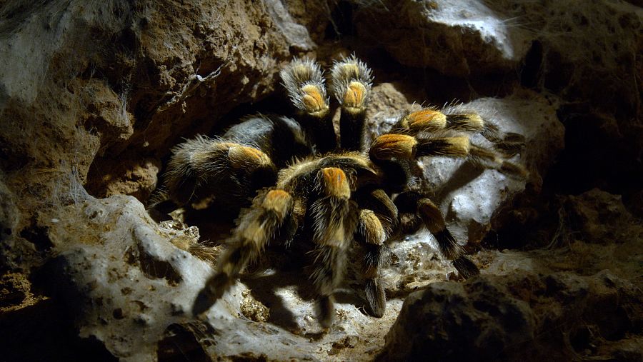 Tarántulas