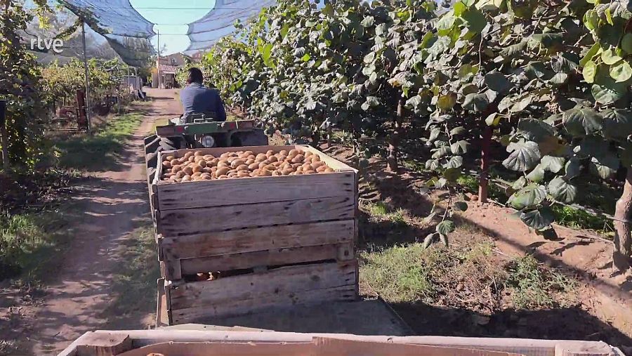 Recol·lecció de kiwis al camp de Lleida