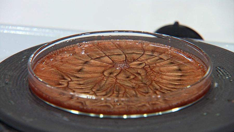 Placa de Petri del programa 'Curiosity'