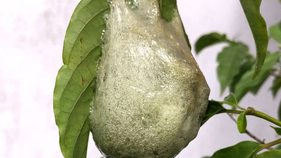 Los nidos de espuma facilitan la supervivencia de las crías