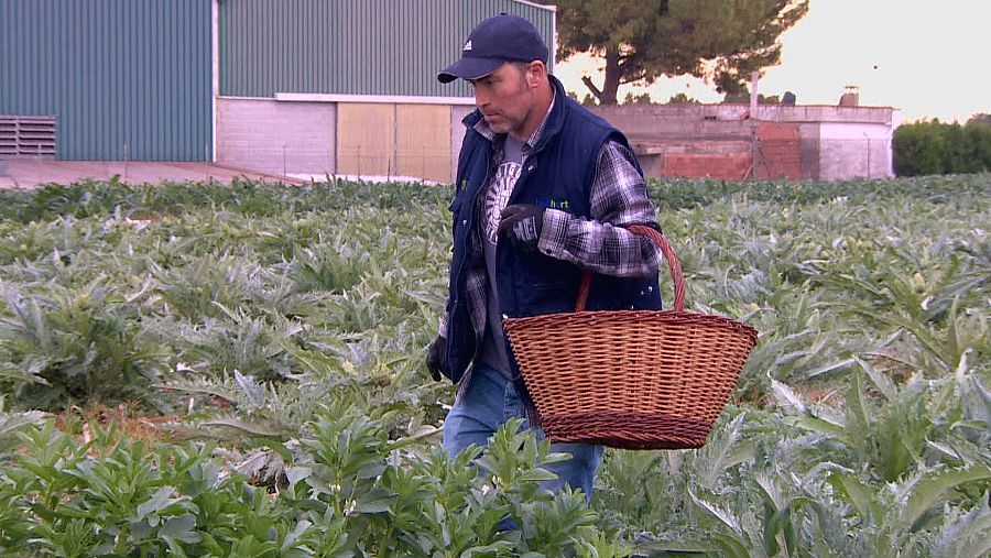 Cultivando alcachofas en Benicarló