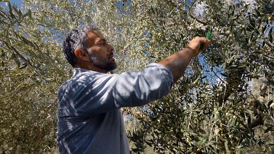 El chef Gonzalo d'Ambrosio visita los olivos milenarios de Cabassers, en El Priorat