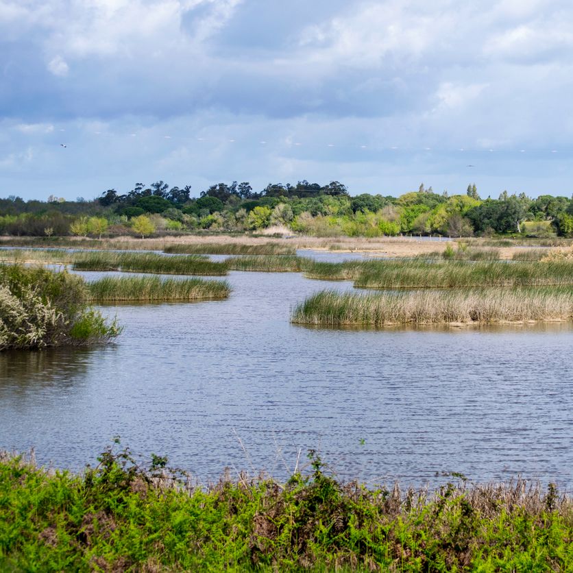 Planeta vivo - El acuífero de Doñana en peligro - 09/07/25