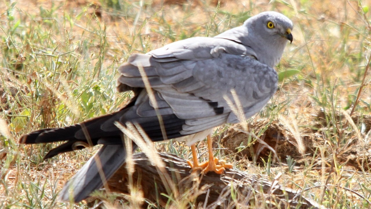 Le Busard cendré, élu Oiseau de l’année 2023 par vote populaire