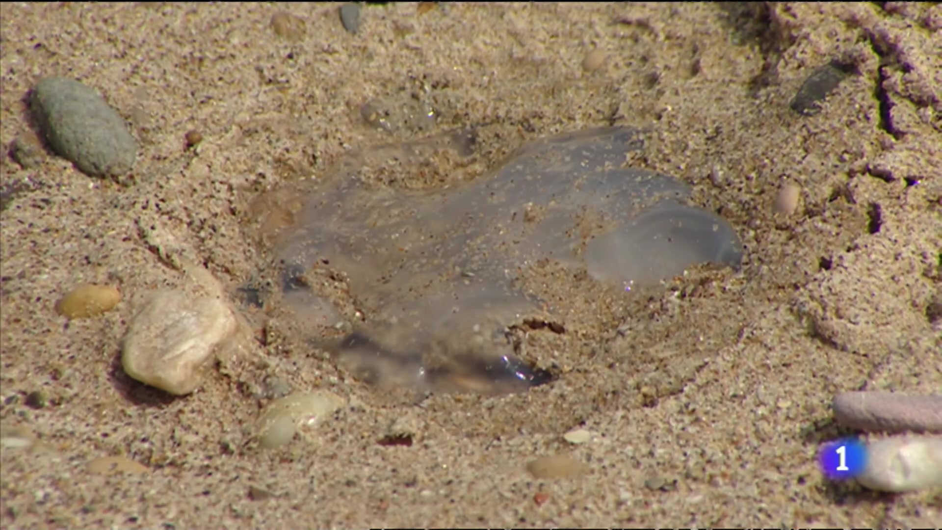 Una Aplicaci n Ayuda A Identificar Las Medusas En Las Playas