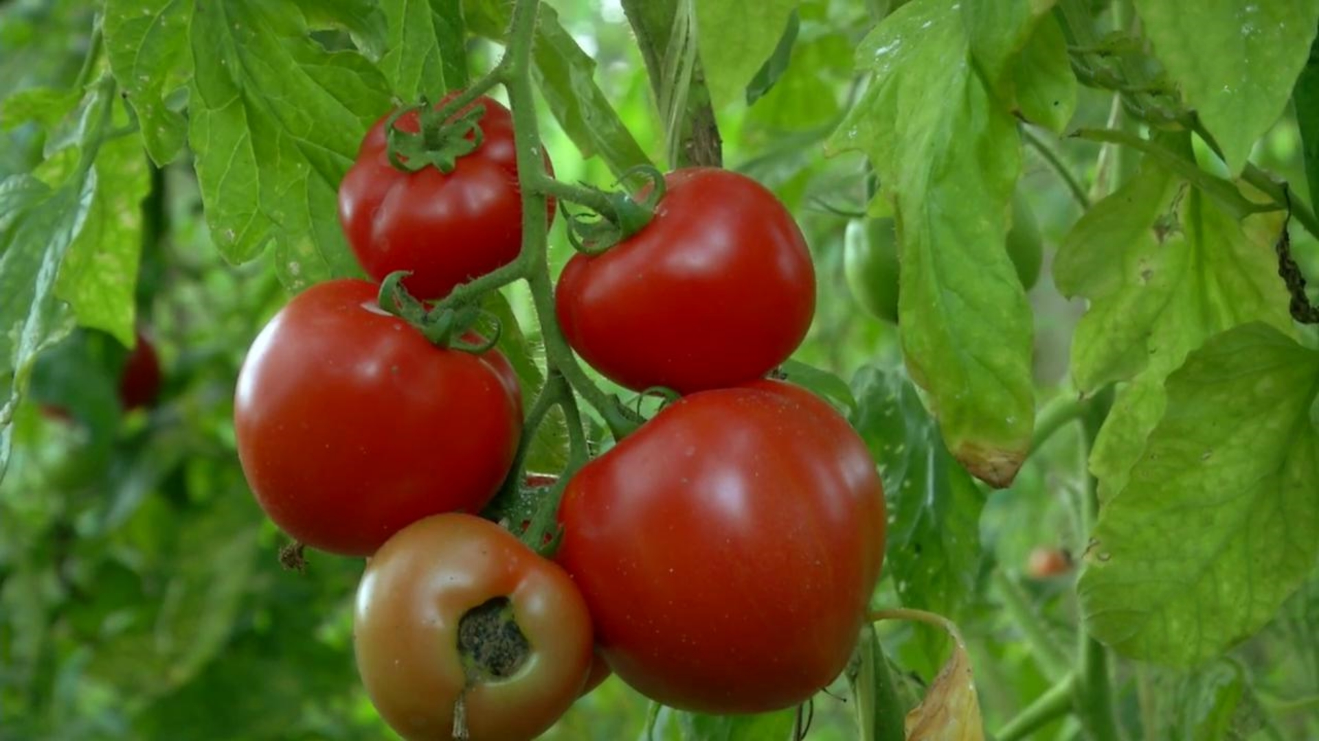 Aquí la Tierra 13/09/20 RTVE.es