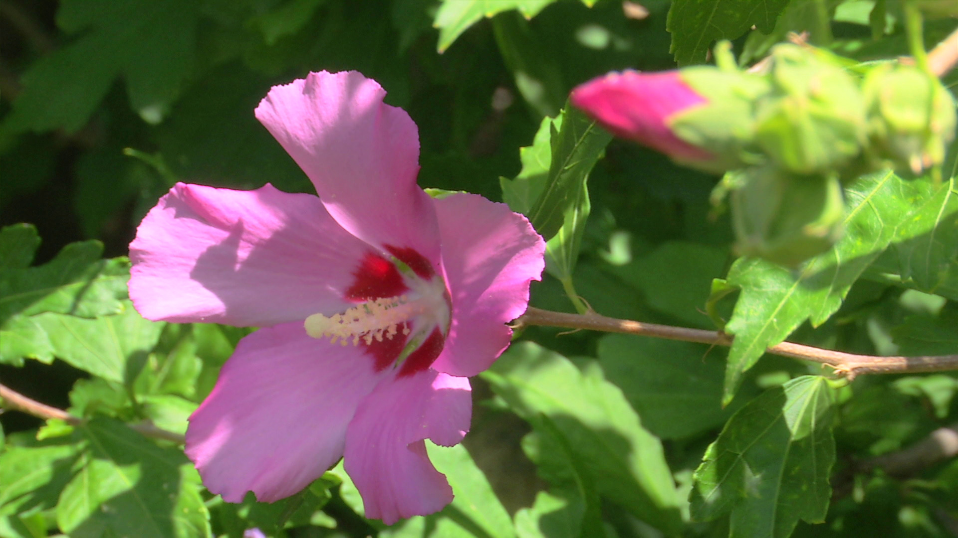 Las propiedades curativas del hibiscus 