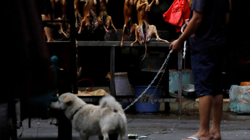 En China no existe una legislación que proteja a estos animales, cada vez más populares como mascotas.