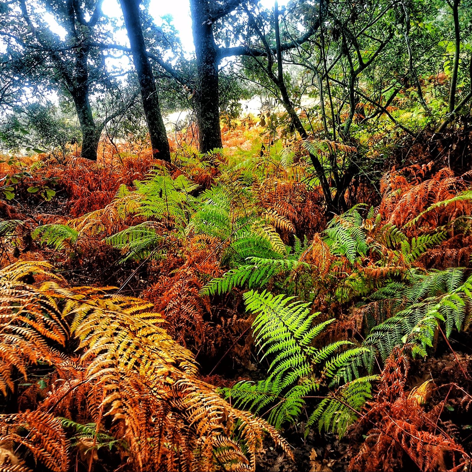 El bosque habitado