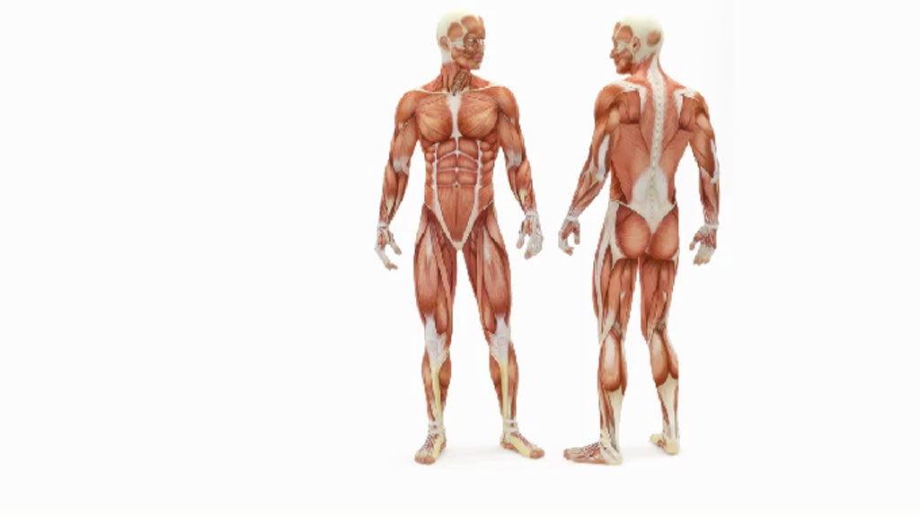 Que es un cuerpo en ciencias naturales