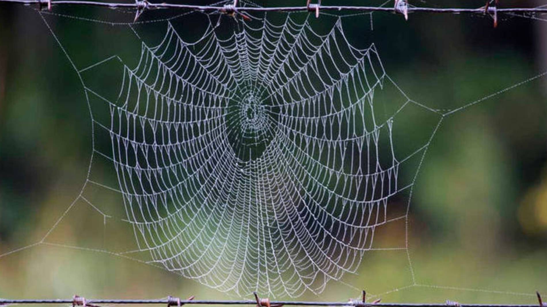 Understand spiders with the music of their strings