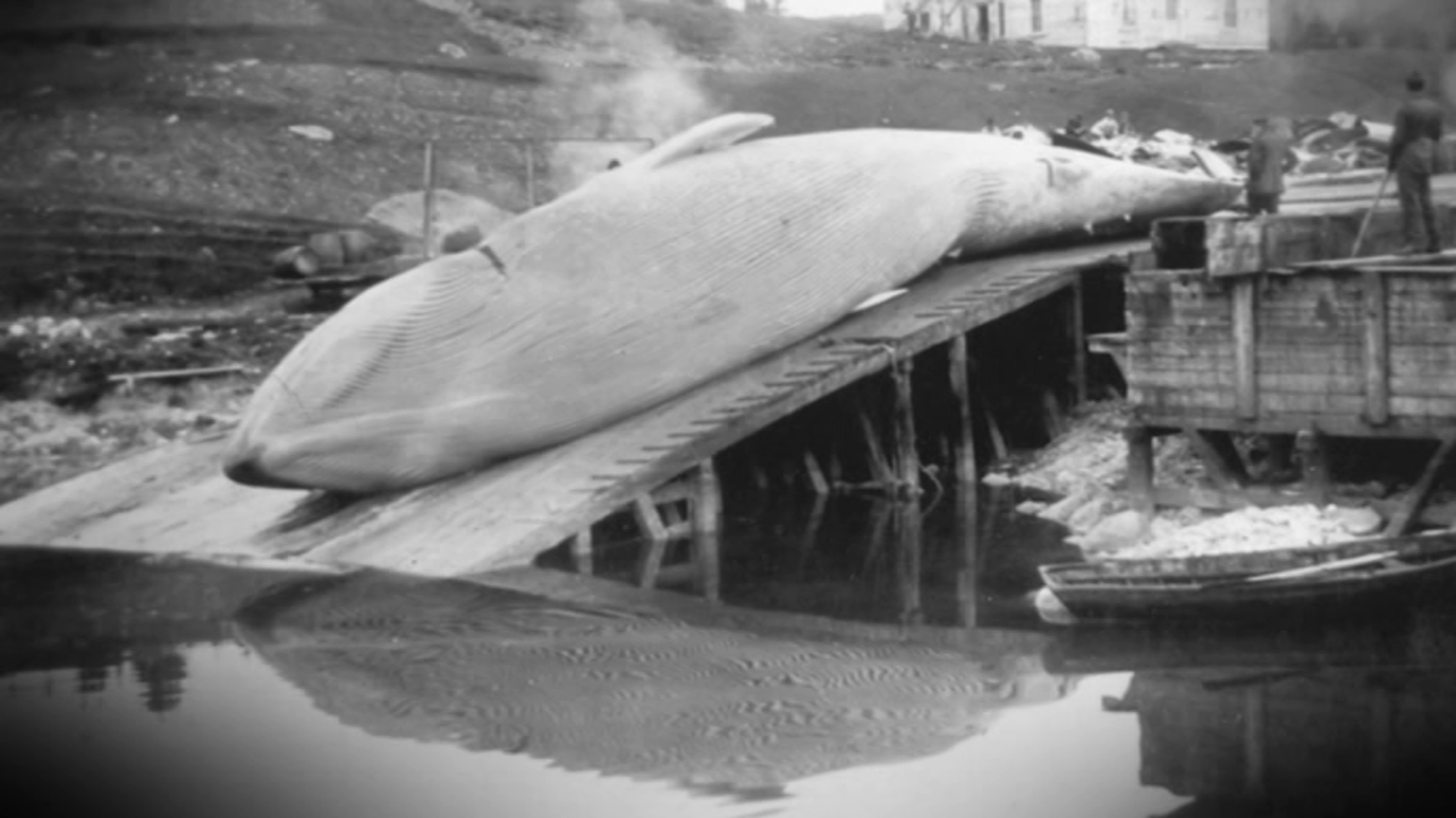 La memoria del arpón: historia de la pesca de la ballena
