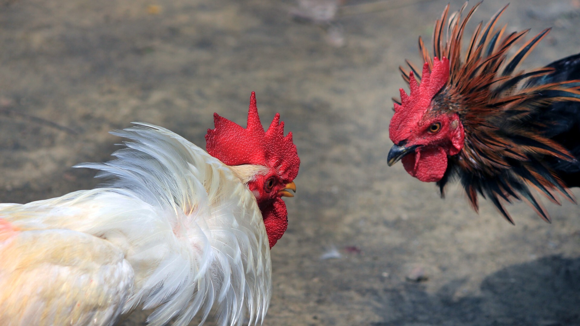 Detenido un veterinario por cortar ilegalmente crestas a más de  gallos  de pelea