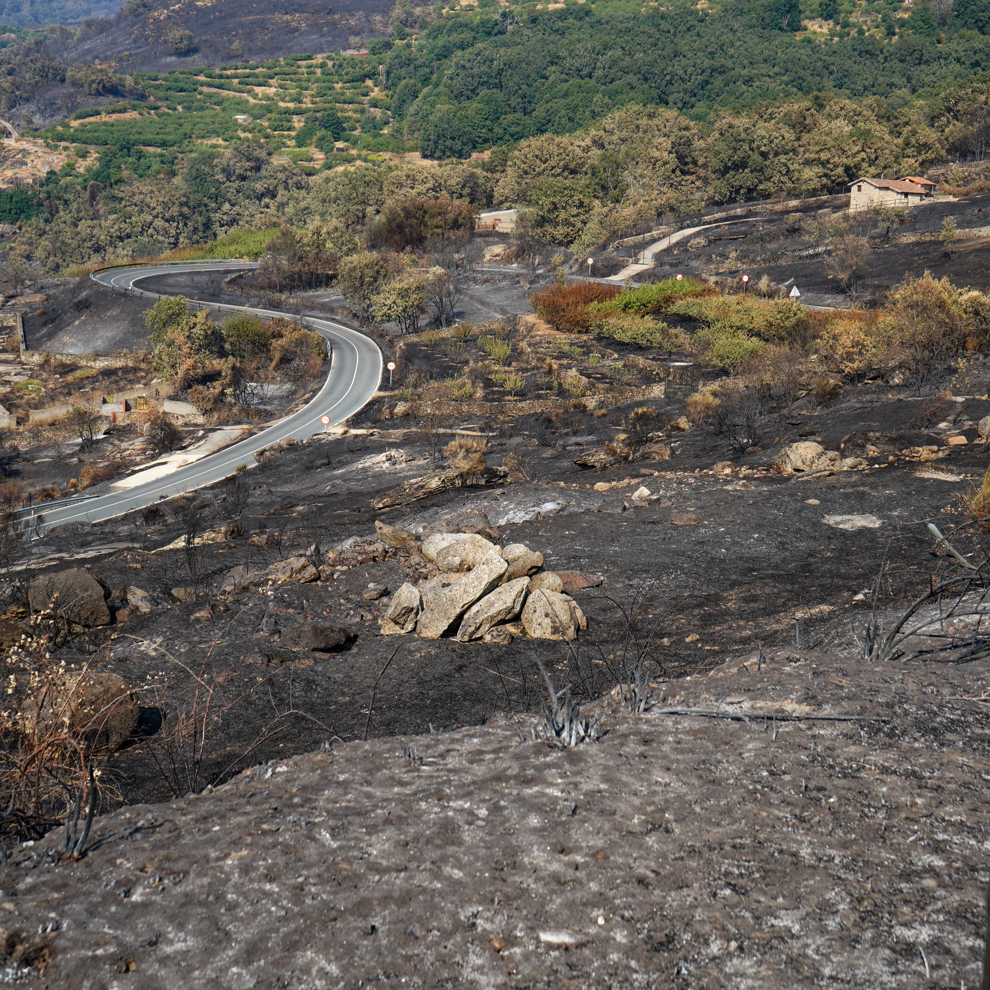 Mundo rural - Efectos de los incendios, filoxera en la viña Canaria e iniciativas contra la despoblación - 20/08/25