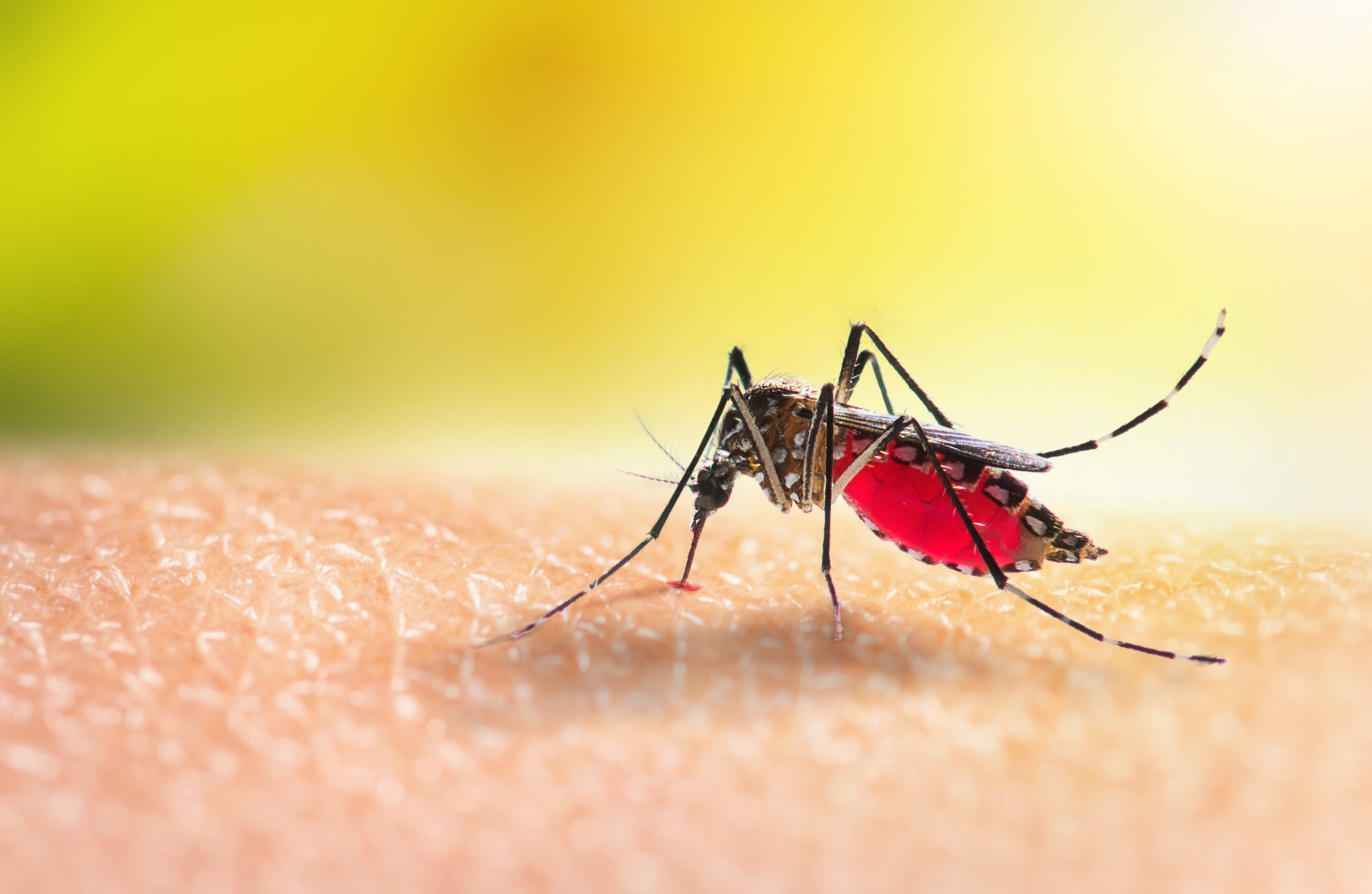 Por qué los mosquitos nos pican a unos más que a otros?