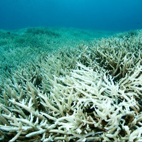 Españoles en el exterior – Encuentran el coral más grande del mundo – 05/01/25